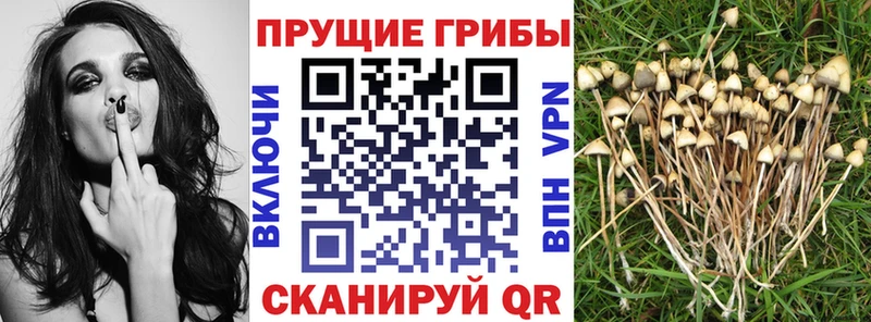 Галлюциногенные грибы MAGIC MUSHROOMS  магазин продажи   Рославль 